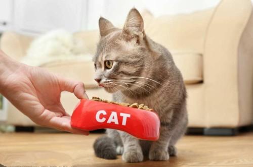怎么喂猫粮，喂养猫咪猫粮注意事项