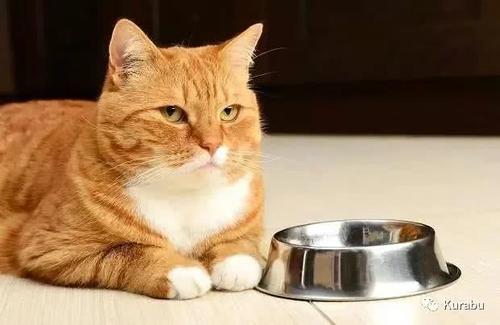 动物性脂肪是猫咪等食肉动物重要的能量来源