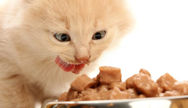猫不能按时吃饭，按时吃饭，反而会害了猫