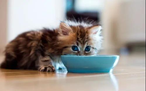 猫咪在不同阶段的喂养方法和注意事项