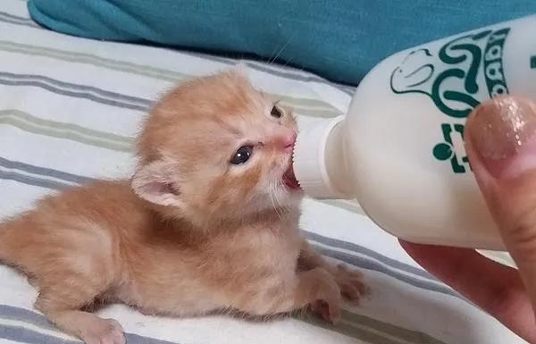 新生奶猫喂养指南