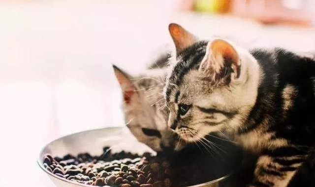 猫奴必看：猫咪喂干粮好，还是主食湿粮好？