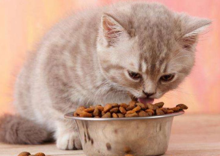 该怎么给挑食的猫猫换粮呢？