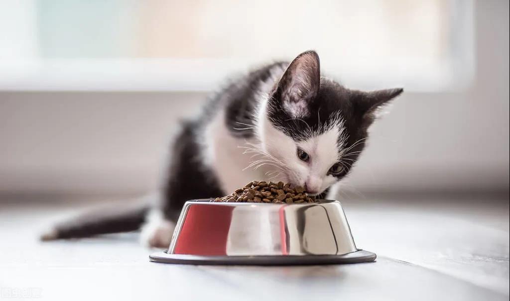 明明饭碗里有食可猫却不吃，弄清楚原因，才会知道猫挑食怎么办
