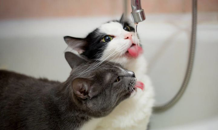 长期喂这几种水，猫咪的身体会“坏掉”的！