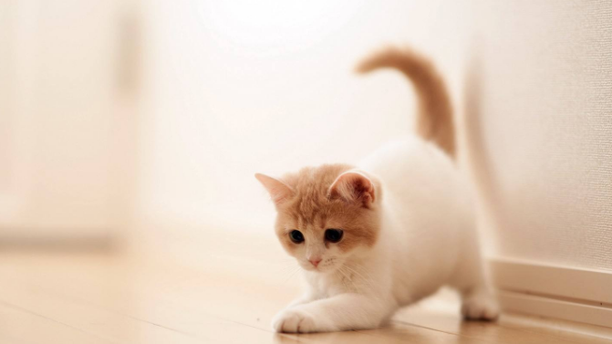 猫咪一定要吃猫粮么？一直喂大米饭的猫不也活的挺好的么？