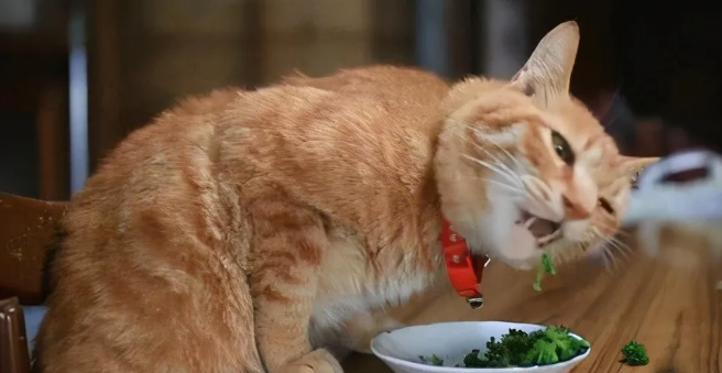 除了给猫咪吃猫粮外，这些食物也很健康  