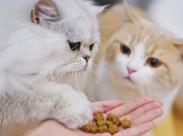 疼猫的主人，都不会给它吃这7种食物，你有在喂吗？
