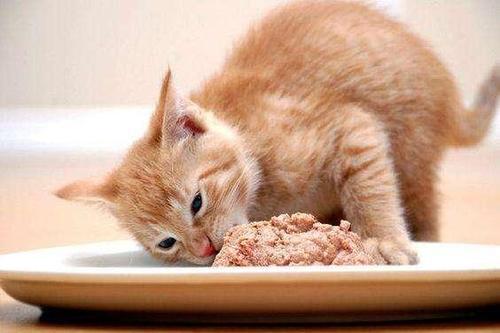 猫粮要怎么喂？