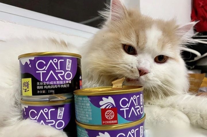 猫咪吐粮的是什么原因呢