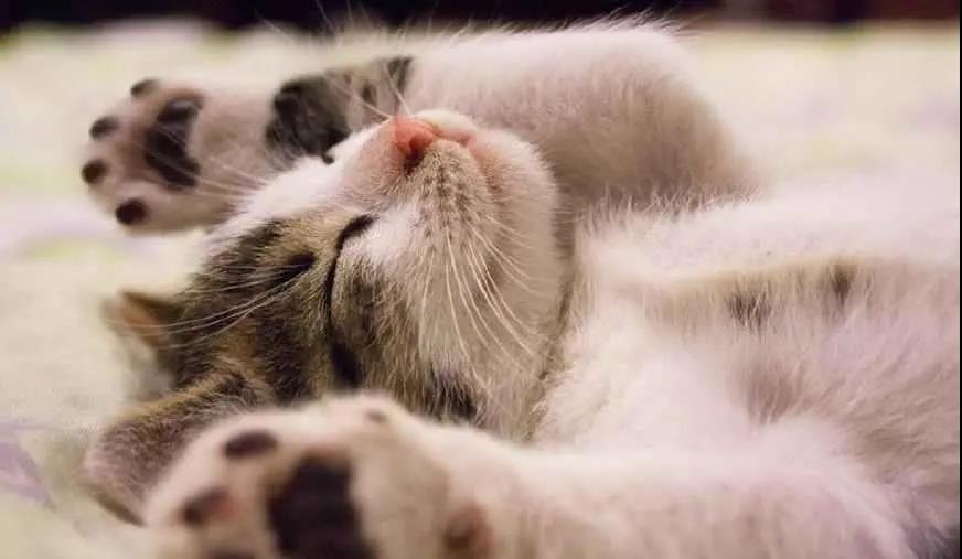 猫咪也会有“脚臭”？猫爪子散发臭味的原因，你知道几个？