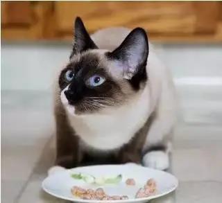 猫咪为什么不能吃“剩饭剩菜”？这6点原因很“致命”