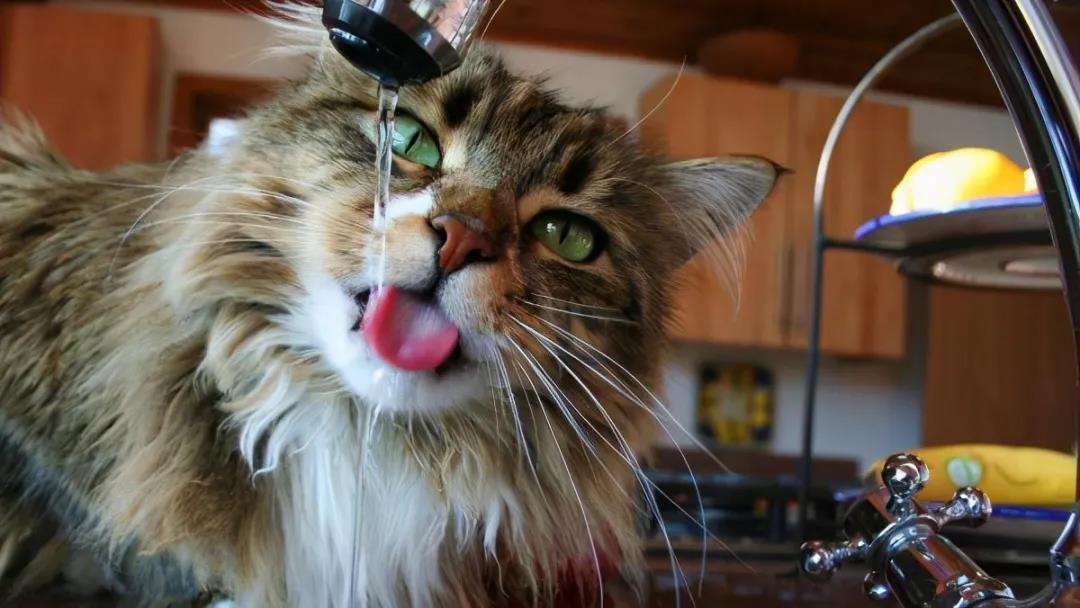 猫咪突然大量喝水，有可能暗示着几个问题，宠主要当心了！