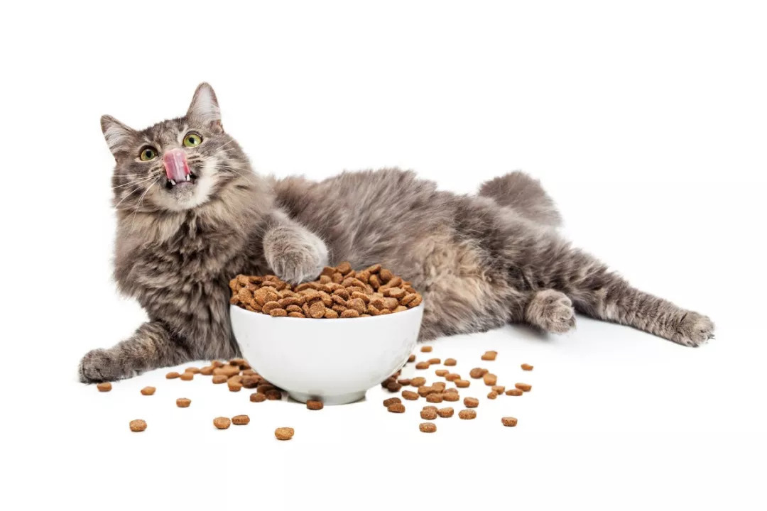 猫咪适合什么样的饮食模式？