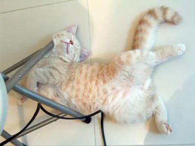 看猫咪“睡觉姿势”，知道你在它心中的位置！