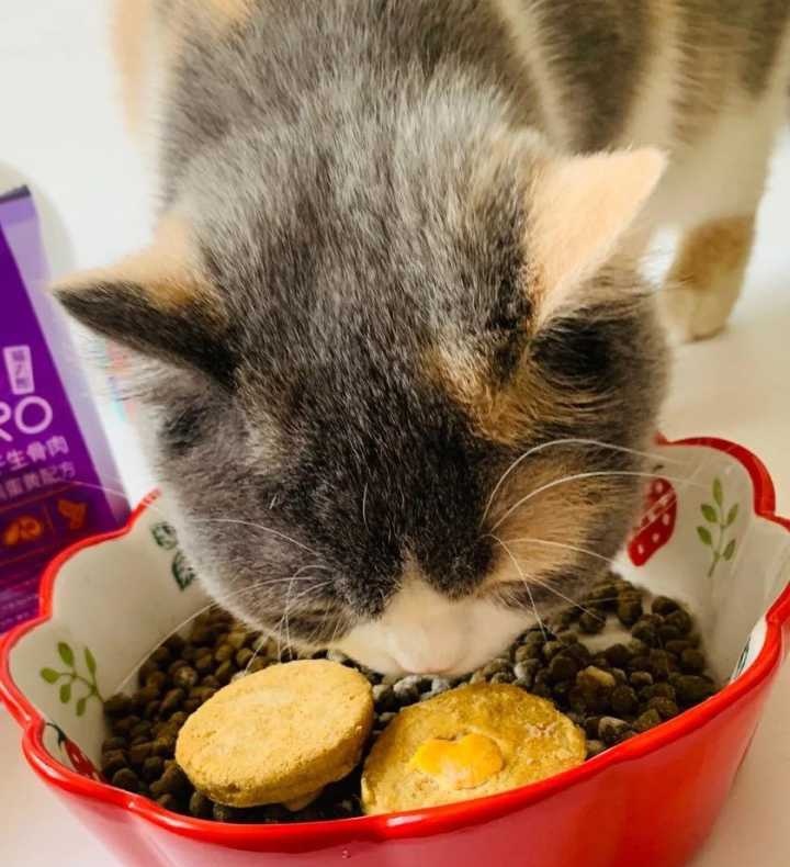 猫咪定时定量喂食还是全天无限量喂食好？