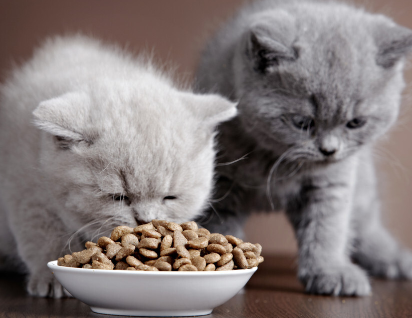 怎么分辨猫粮哪个好？