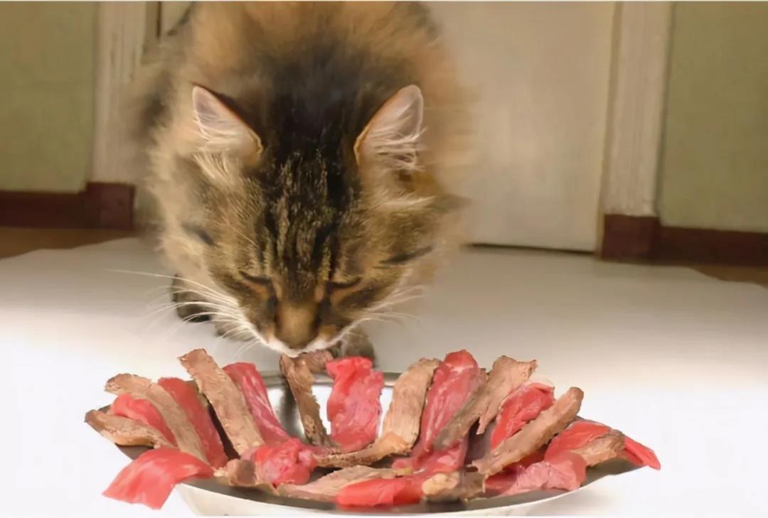 这6种食物，猫咪很爱吃，别让它在旁边流口水