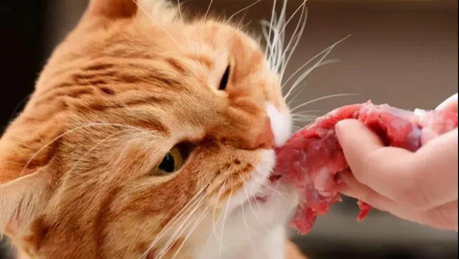 这6种食物不要经常喂，会导致猫咪生病，你喂过几种？