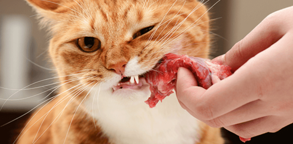 对猫咪有益的6种食物，普通人家里也有，可以多喂