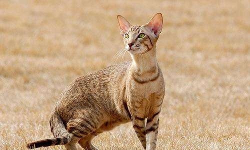 猫咪患了慢性肾衰以后应该如何治疗和保养?