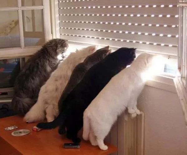 猫咪为什么老是喜欢看窗外？原因竟然是......