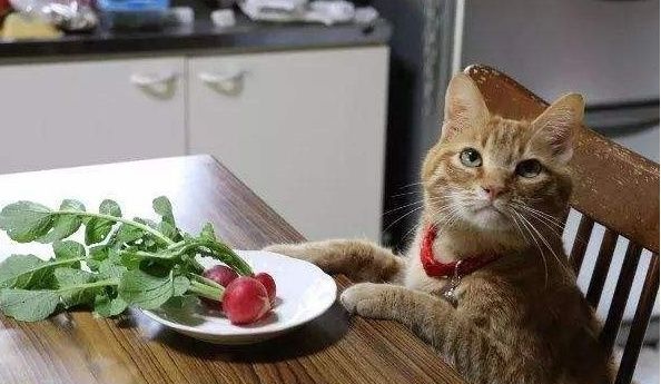 对猫来说是补品的几种“人食”，好吃不贵，没事就喂点吧