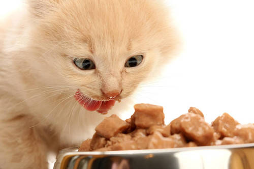 猫应该一天喂几顿是最健康的？