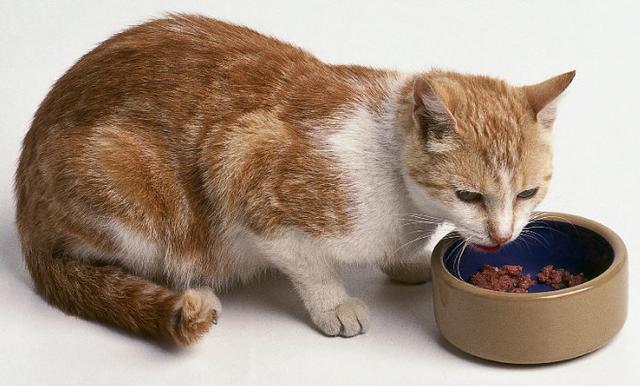 给猫喂生肉还是熟肉好呢？