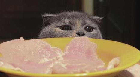 养猫，一定要吃这三种肉！只吃猫粮的猫，相当于白养！