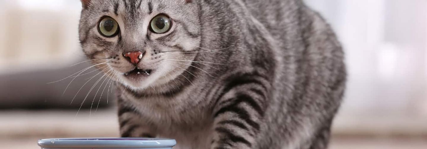 如何喂养猫猫——三种喂养方式比较