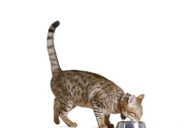 如何喂养猫猫——三种喂养方式比较