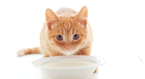 猫咪能每天喝羊奶粉吗？喂食应注意什么？