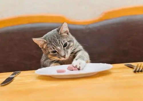 该如何定时定量给猫喂食？