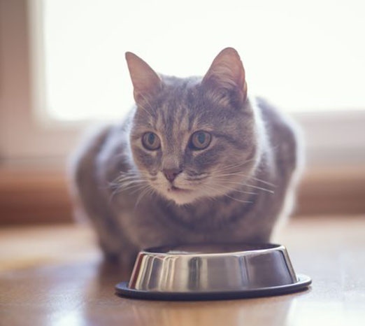 猫到底能不能吃米饭？