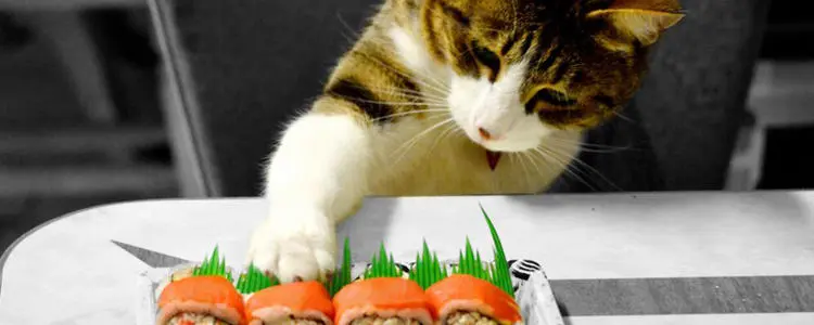 哪种肉可以当猫咪的主食吃?