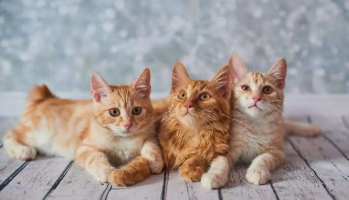 养猫六大经验总结：若你做对3条以上，你家猫会更健康