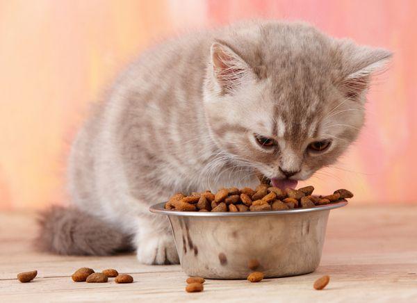猫除了猫粮还要补充什么营养品？
