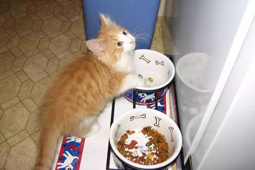 猫只吃猫粮，怎么才能让猫吃主食罐头?