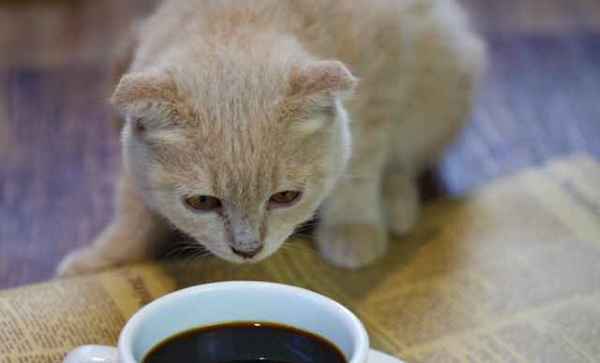 猫不吃药该如何喂食？