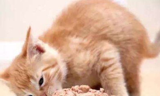 为什么猫咪会悄悄偷吃生肉？