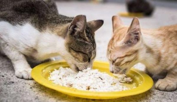 猫咪吃米饭会有什么影响吗