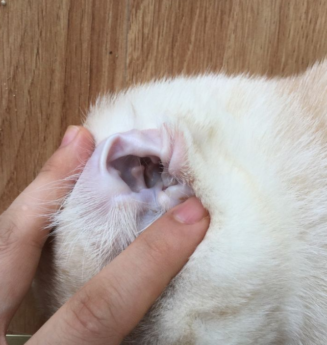 猫咪耳螨长什么样，怎么治疗？