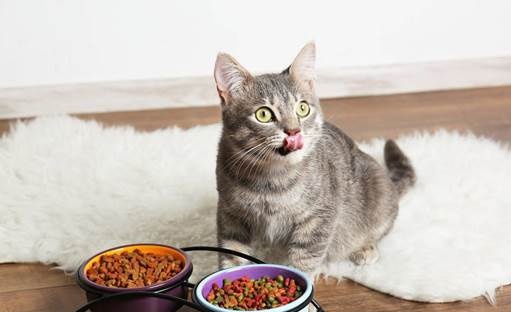 幼猫猫粮和成猫猫粮的区别都有哪些？幼猫猫粮选哪种？