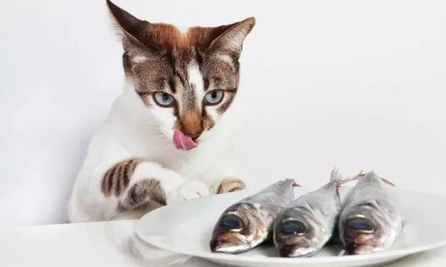 猫误食鱼骨怎么办