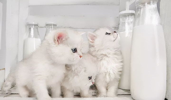 猫咪喜欢喝牛奶？这是误解