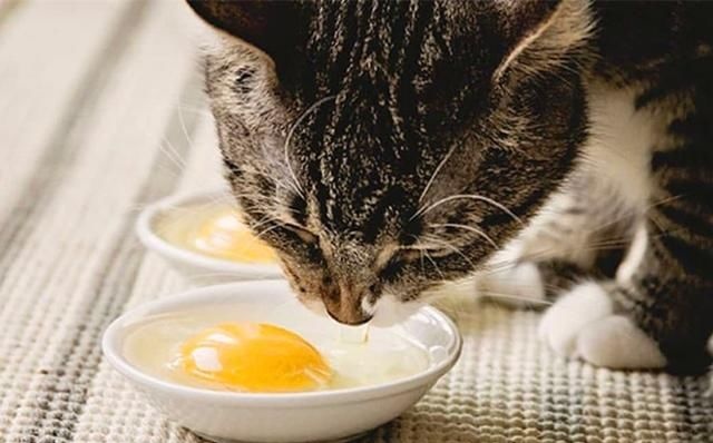10种常见食物，对猫咪有益，多吃无妨