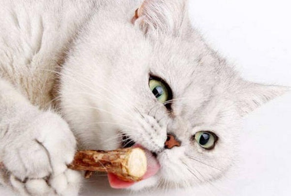 猫咪进化之路：无法对高蛋白说“不！”