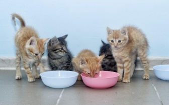 不同年龄段的猫咪该如何喂养