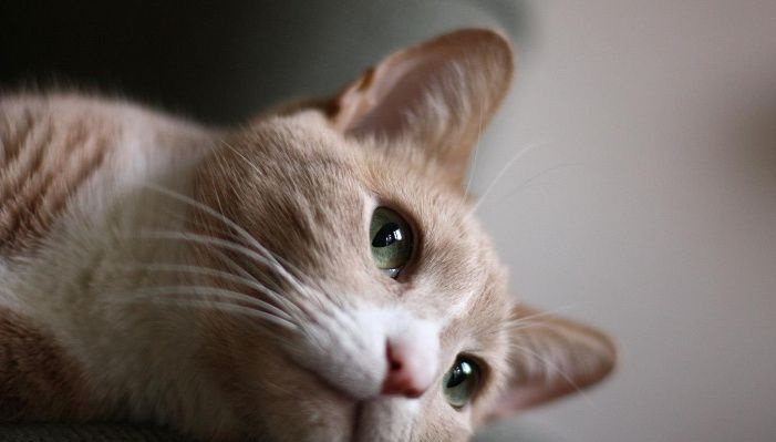 猫吃维生素有用吗？猫多维的好处和功效是什么？